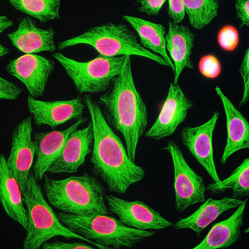 Reagente IgG - MO22180 - Neuromics - per ricerca scientifica / per western blot / per immunoistochimica