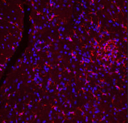 Reagente anticorpo - CH22134 - Neuromics - per ricerca scientifica / per western blot / per immunoistochimica