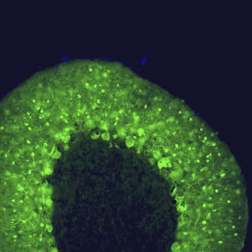 Reagente IgG - MO22149 - Neuromics - per ricerca scientifica / per western blot / per immunoistochimica