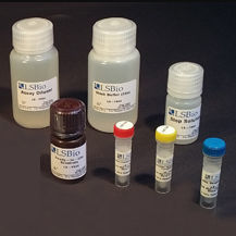 Kit di test da ricerca - LS-K297 - LifeSpan BioSciences - per la scoperta di nuovi farmaci / AST / di NAD