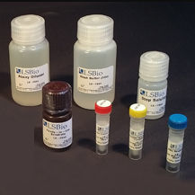 Kit di test di fosfatasi alcalina - LS-K301 - LifeSpan BioSciences - da ricerca / di siero / al plasma