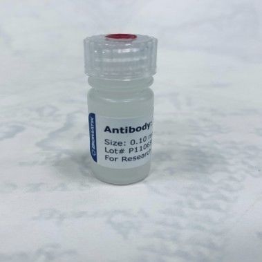 Reagente anticorpo policlonale - CAU21008 - Biomatik - da ricerca / liquido / di proteine