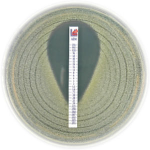 Striscia analitica per concentrazione minima inibente - MTS™ - Liofilchem S.r.l. - da ricerca / veterinaria / per animali
