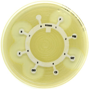 Disco reagente fungicida - Liofilchem S.r.l. - clinico / per esame micologico