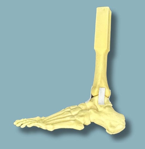 Modello anatomico di piede - 02-15-02 - ADDIDREAM - di caviglia / per chirurgia ortopedica / didattico