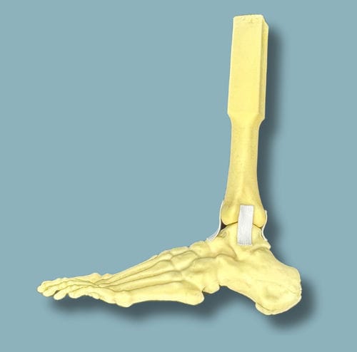 Modello anatomico di piede - 02-16-02 - ADDIDREAM - di caviglia / per chirurgia ortopedica / didattico