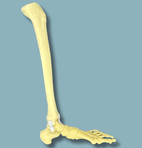 Modello anatomico di piede - 02-19-02 - ADDIDREAM - di caviglia / per chirurgia ortopedica / didattico