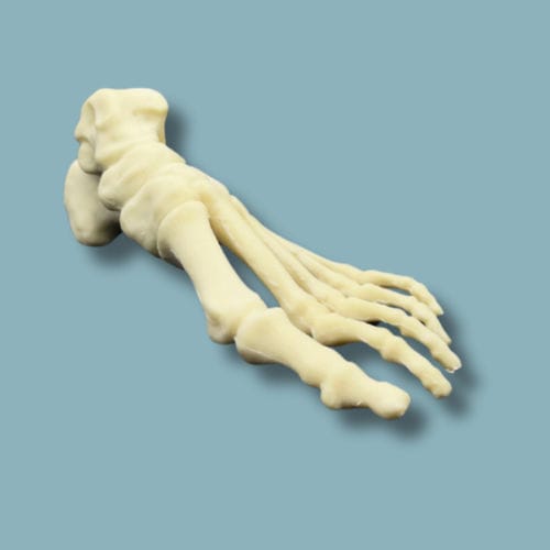 Modello anatomico di piede - 01-04-02 - ADDIDREAM - per chirurgia ortopedica / didattico / in espanso