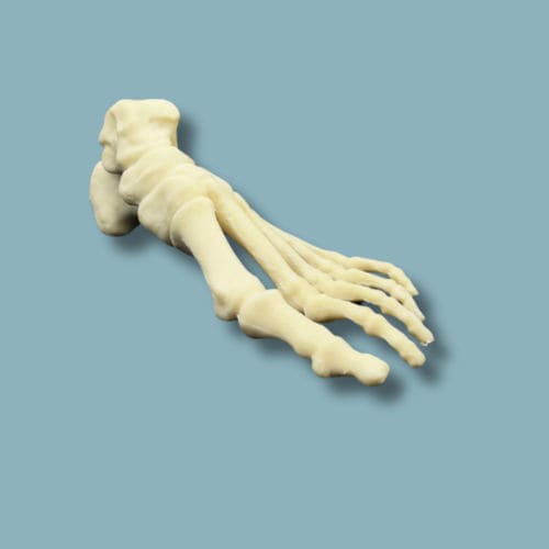 Modello anatomico di piede - 01-20-02 - ADDIDREAM - per chirurgia ortopedica / didattico / in espanso