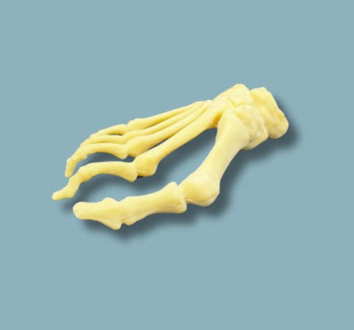 Modello anatomico di piede - 01-23-01 - ADDIDREAM - per chirurgia ortopedica / didattico / in espanso