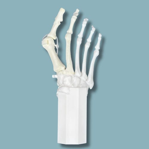Modello anatomico di piede - 01-08-01 - ADDIDREAM - per chirurgia ortopedica / didattico / in plastica
