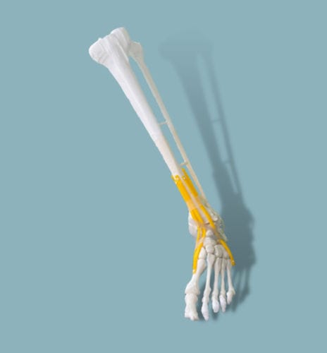 Modello anatomico di piede - 02-11-01 - ADDIDREAM - di caviglia / per chirurgia ortopedica / didattico