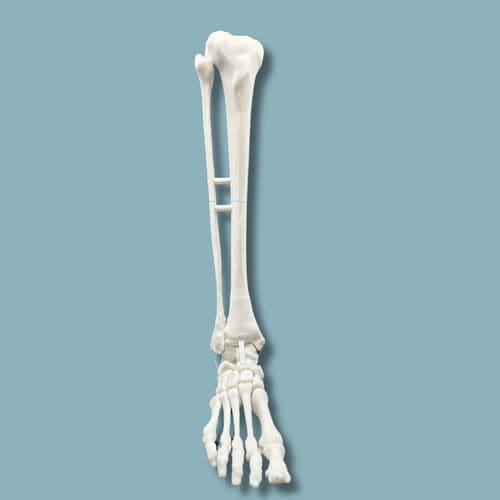 Modello anatomico di piede - 02-09-02 - ADDIDREAM - di caviglia / per chirurgia ortopedica / didattico