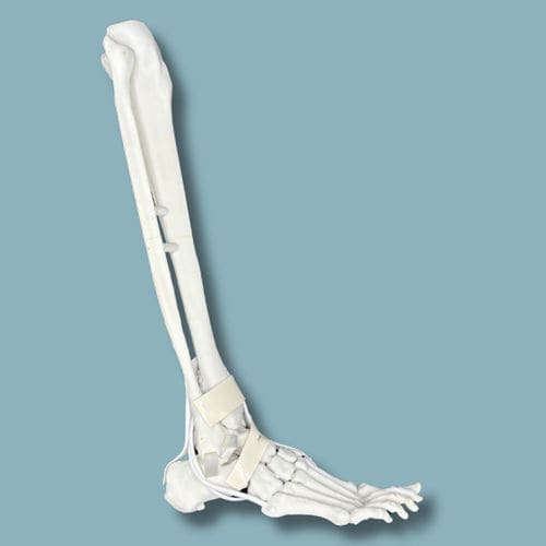 Modello anatomico di piede - 02-14-02 - ADDIDREAM - di caviglia / per chirurgia ortopedica / didattico