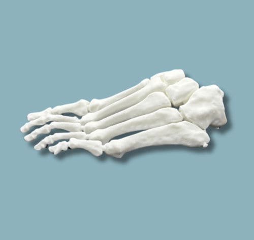 Modello anatomico di piede - 01-01-02 - ADDIDREAM - per chirurgia / didattico / in plastica