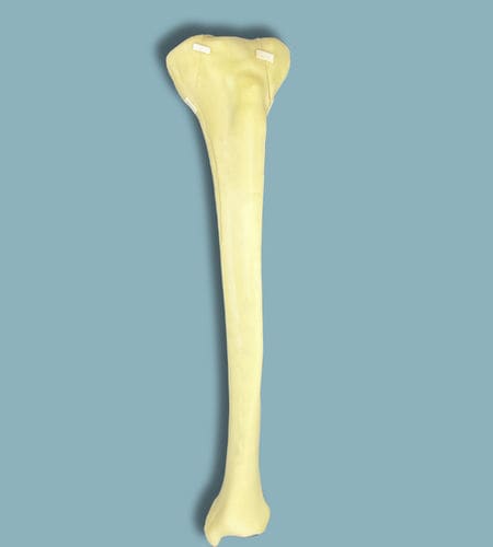 Modello anatomico di tibia - 03-11-01 - ADDIDREAM - per chirurgia / didattico / in espanso