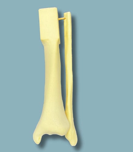 Modello anatomico di tibia - 03-19-01 - ADDIDREAM - di perone / per chirurgia / didattico