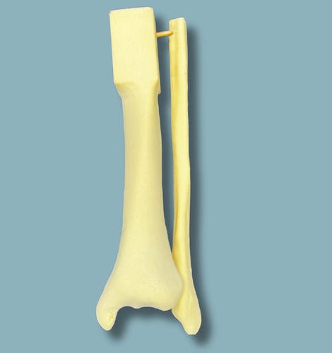 Modello anatomico di tibia - 03-20-01 - ADDIDREAM - di perone / per chirurgia / didattico