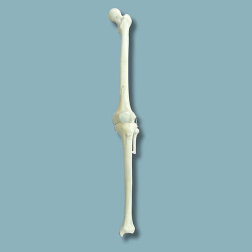 Modello anatomico per ginocchio - 04-12-02 - ADDIDREAM - per chirurgia / didattico / in plastica