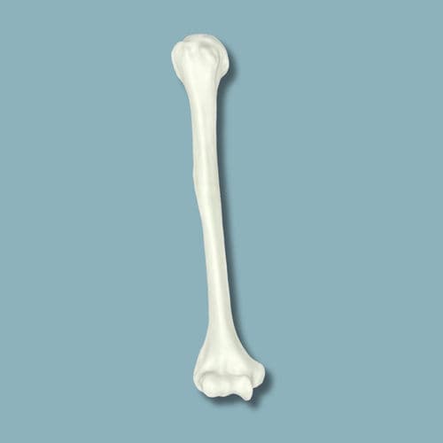 Modello anatomico di omero - 15-02-02 - ADDIDREAM - per chirurgia / didattico / in plastica