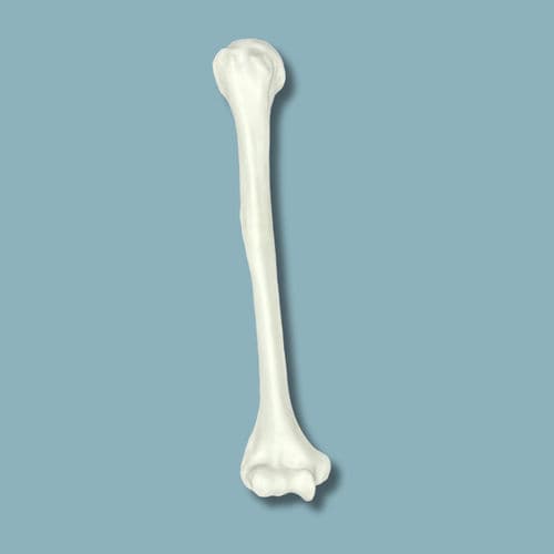 Modello anatomico di omero - 15-01-02 - ADDIDREAM - per chirurgia / didattico / in plastica