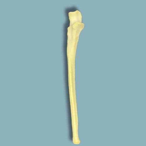 Modello anatomico per ulna - 22-02-01 - ADDIDREAM - per chirurgia / didattico / in espanso