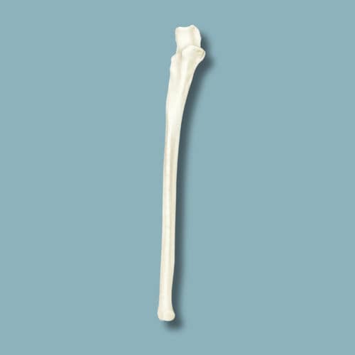 Modello anatomico per ulna - 22-01-01 - ADDIDREAM - per chirurgia / didattico / in plastica