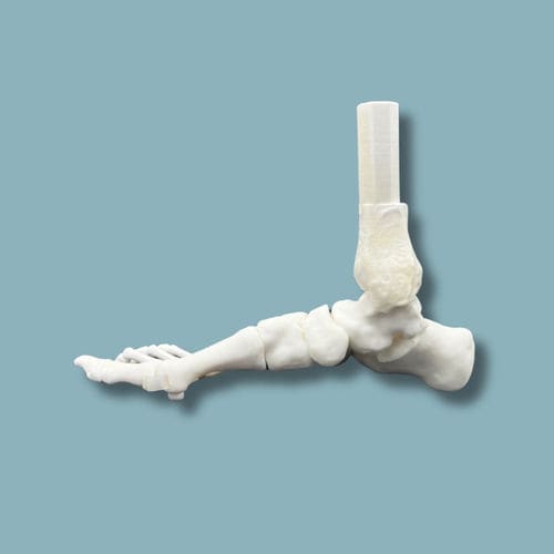 Modello anatomico di piede - 02-31-01 - ADDIDREAM - per chirurgia ortopedica / didattico / in plastica
