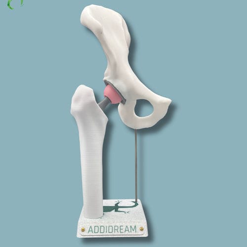 Modello anatomico di anca - 07-AA-01 - ADDIDREAM - di emibacino / di femore / di dimostrazione