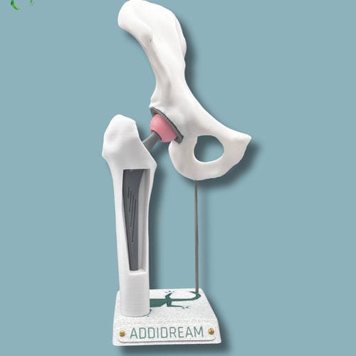 Modello anatomico di anca - 07-AB-01 - ADDIDREAM - di emibacino / di femore / di dimostrazione