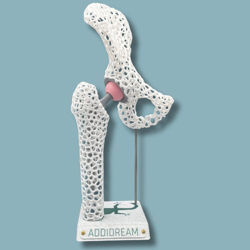 Modello anatomico di anca - 07-AD-01 - ADDIDREAM - di emibacino / di femore / di dimostrazione