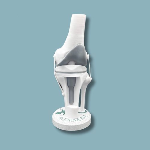 Modello anatomico per ginocchio - 04-AB-01 - ADDIDREAM - di tibia / di femore / di dimostrazione