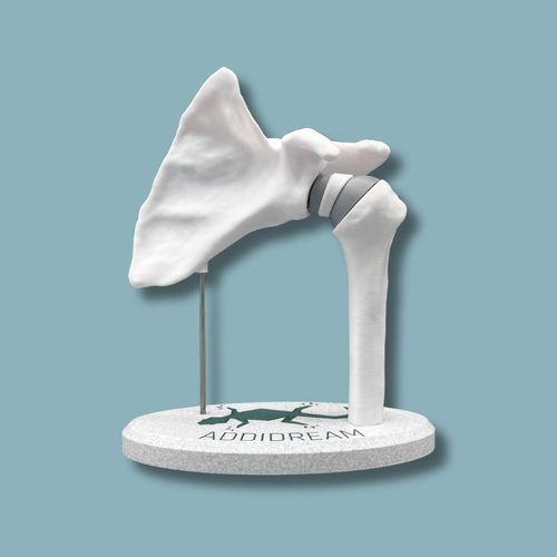 Modello anatomico di spalla - 17-AA-01 - ADDIDREAM - di omero / di dimostrazione / in plastica
