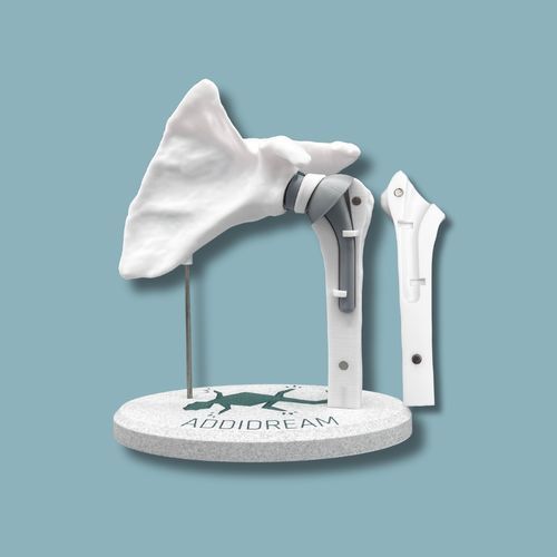 Modello anatomico di spalla - 17-AC-01 - ADDIDREAM - di omero / di dimostrazione / in plastica