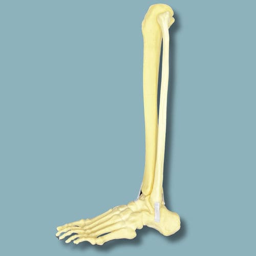 Modello anatomico osseo - 02-28-02 - ADDIDREAM - di piede / di caviglia / per chirurgia ortopedica