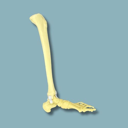 Modello anatomico osseo - 02-27-02 - ADDIDREAM - di piede / di caviglia / per chirurgia ortopedica