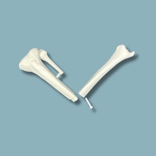 Modello anatomico di tibia - 03-12-02 - ADDIDREAM - per chirurgia / didattico / in plastica