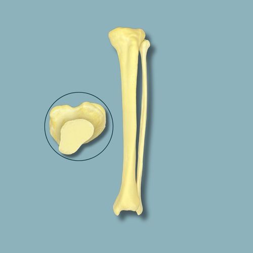 Modello anatomico di tibia - 03-08-01 - ADDIDREAM - di perone / per chirurgia / didattico