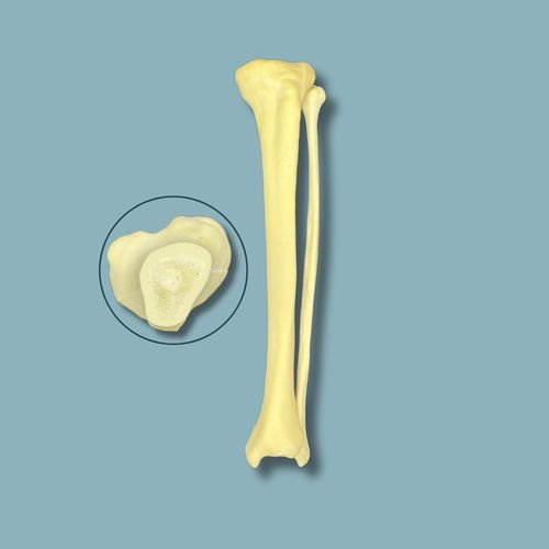 Modello anatomico di tibia - 03-09-01 - ADDIDREAM - di perone / per chirurgia / didattico