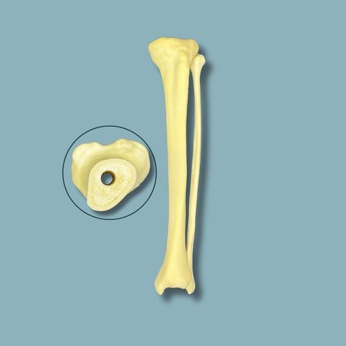 Modello anatomico di tibia - 03-10-01 - ADDIDREAM - di perone / per chirurgia / didattico