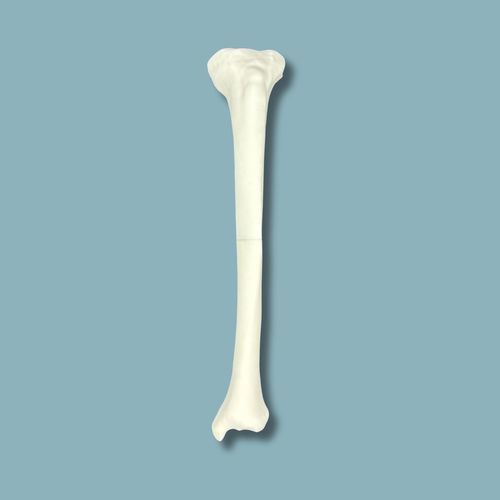 Modello anatomico di tibia - 03-01-01 - ADDIDREAM - didattico / in plastica / bianco