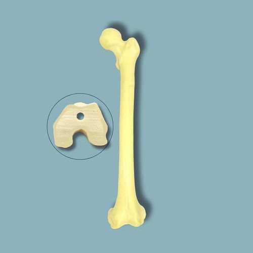 Modello anatomico di femore - 05-05-02 - ADDIDREAM - per chirurgia / didattico / in espanso