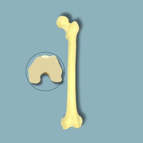 Modello anatomico di femore - 05-03-02 - ADDIDREAM - per chirurgia / didattico / in espanso