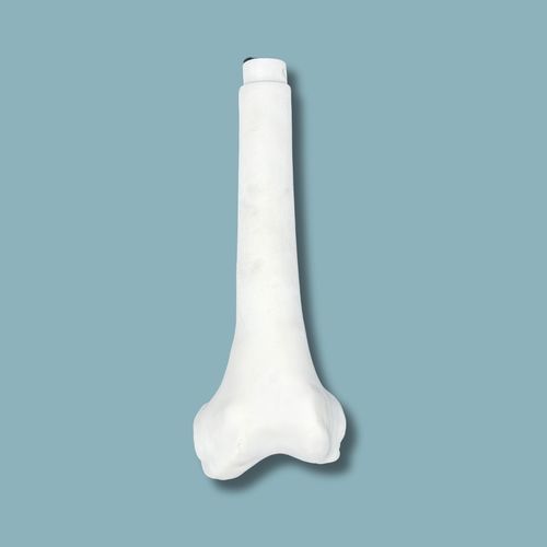 Modello anatomico di femore - 05-09-02 - ADDIDREAM - per chirurgia / didattico / in plastica