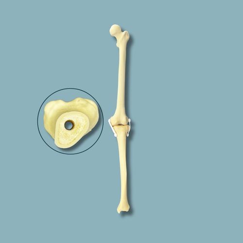Modello anatomico per ginocchio - 04-04-03 - ADDIDREAM - per chirurgia / didattico / in espanso