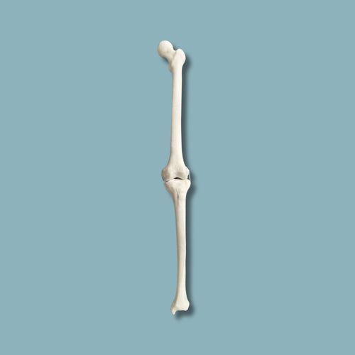 Modello anatomico per ginocchio - 04-02-02 - ADDIDREAM - per chirurgia / didattico / in plastica