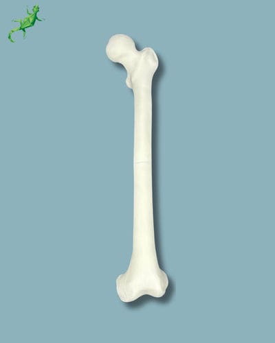 Modello anatomico di femore - 05-01-01 - ADDIDREAM - didattico / in plastica / bianco