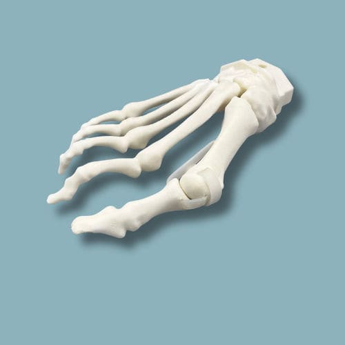 Modello anatomico di piede - 01-15-02 - ADDIDREAM - per chirurgia mini-invasiva / per chirurgia ortopedica / didattico