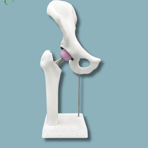 Modello anatomico di anca - 07-AG-01 - ADDIDREAM - in plastica / bianco