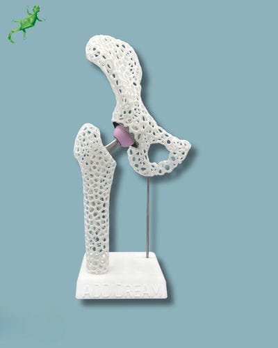 Modello anatomico di bacino - 07-AJ-01 - ADDIDREAM - di femore / in plastica / bianco